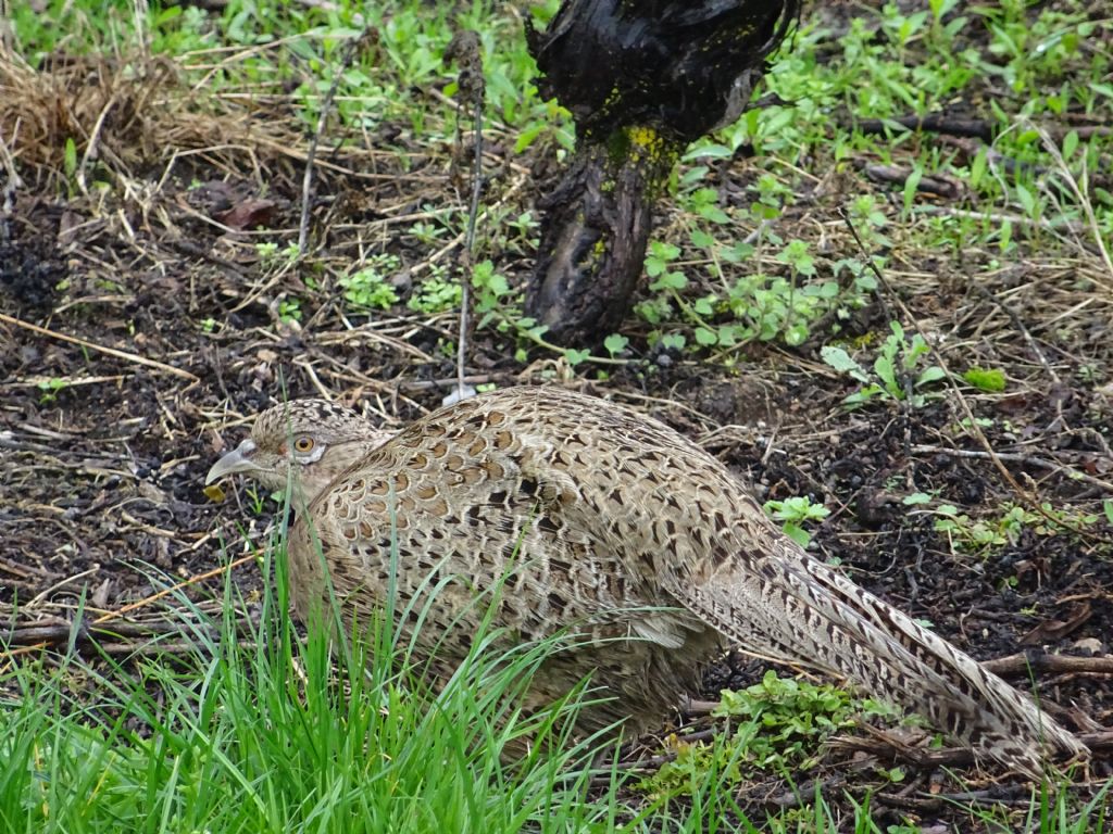 femmina di ....fagiano (Fhasianus colchicus)